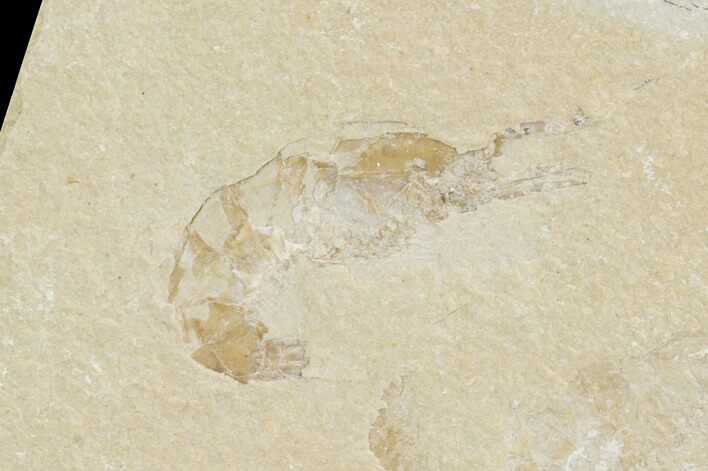 Cretaceous Fossil Shrimp - Lebanon #123908